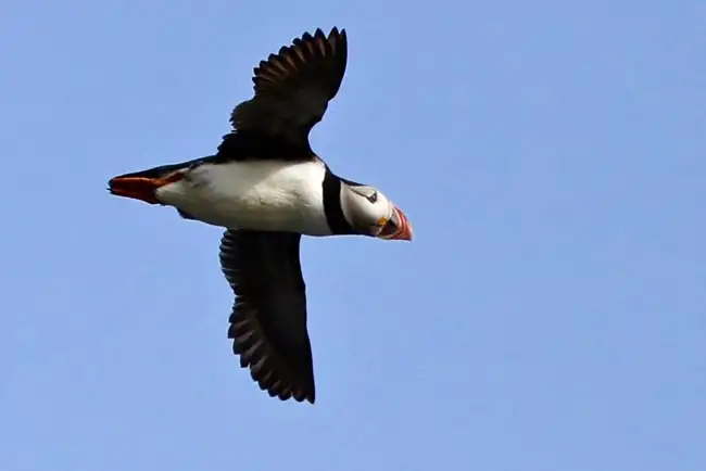 Puffin | Location: Iceland