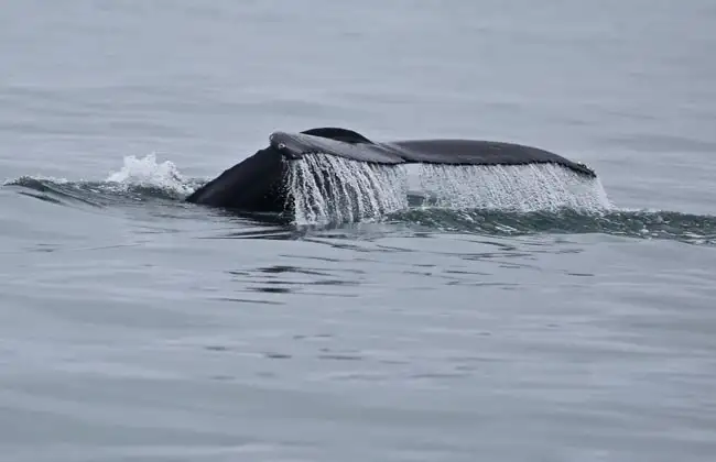 Tail of a Hump Backed whale | Location: Iceland