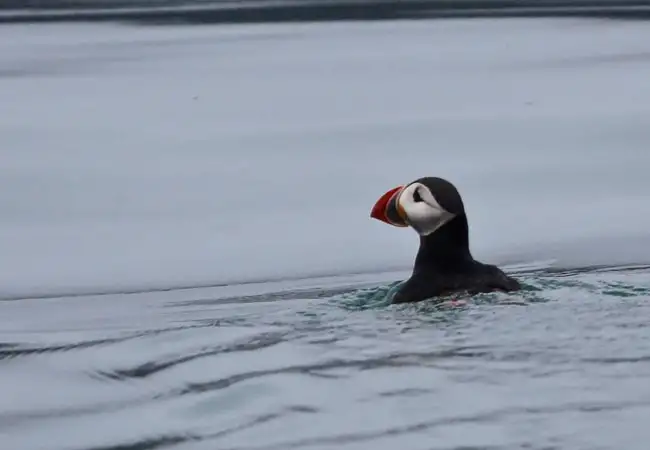 Puffin, native to Iceland | Location: Iceland