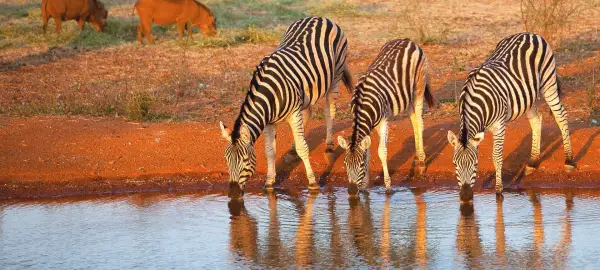 20 Day Kenya & Tanzania Tour