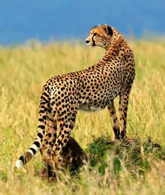 33 Day Kenya, Tanzania & Southern Africa Tour