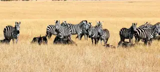 27 Day Egypt, Kenya & Tanzania Tour