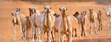 Mauritania, the Western Sahara & Morocco Tour