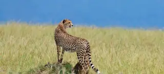 8 Day Tanzania Tour